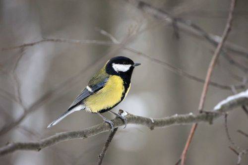 Большая синица (Parus major).