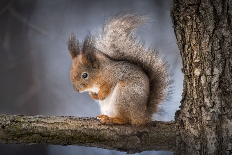 Классика всех парков фото превью
