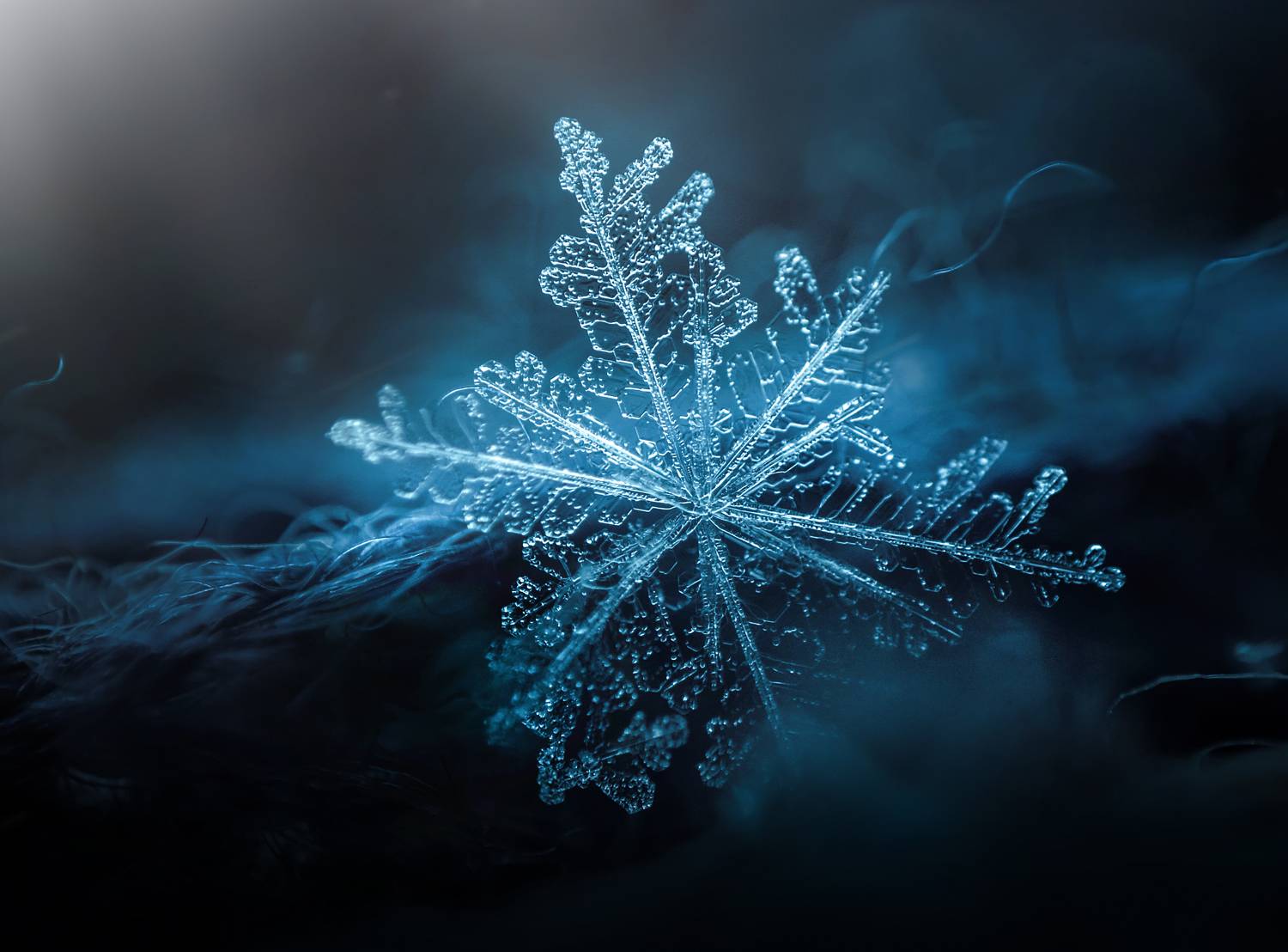 , Лапшина Владлена