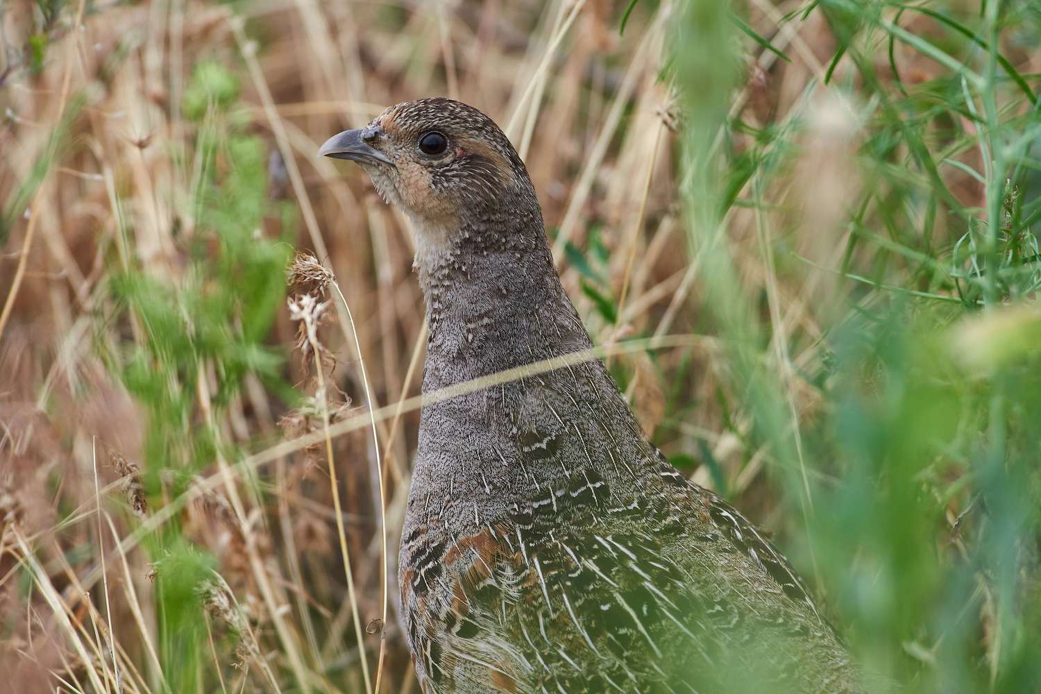 volgograd, russia, wildlife, bird, birds, birdswatching, Perdix perdix,, Павел Сторчилов