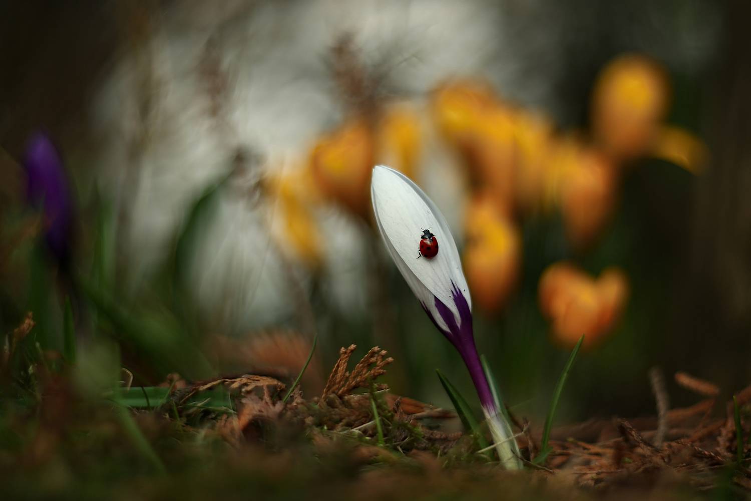 , Колобошников Эдуард