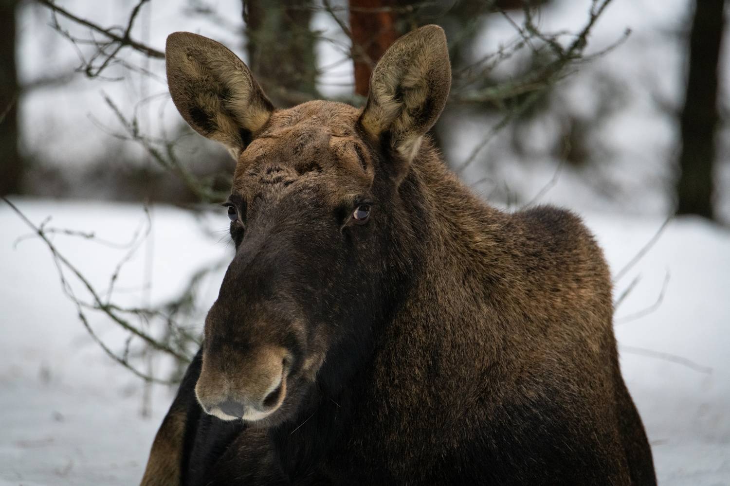 лось, портрет, зима, сохатый, лес, встреча, Степанова Татьяна
