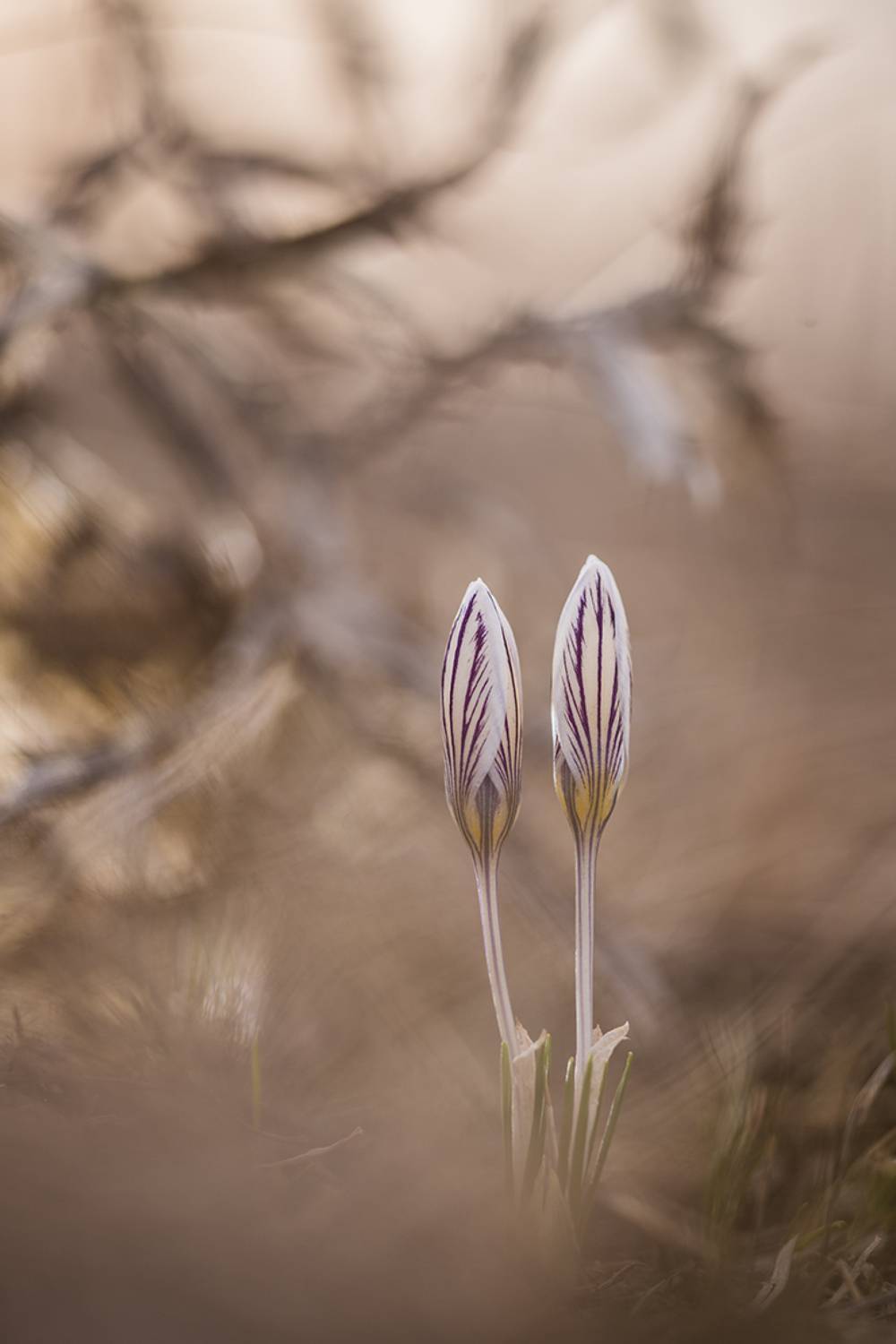 , Илья Михеев