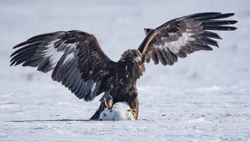 Крылатый убийца