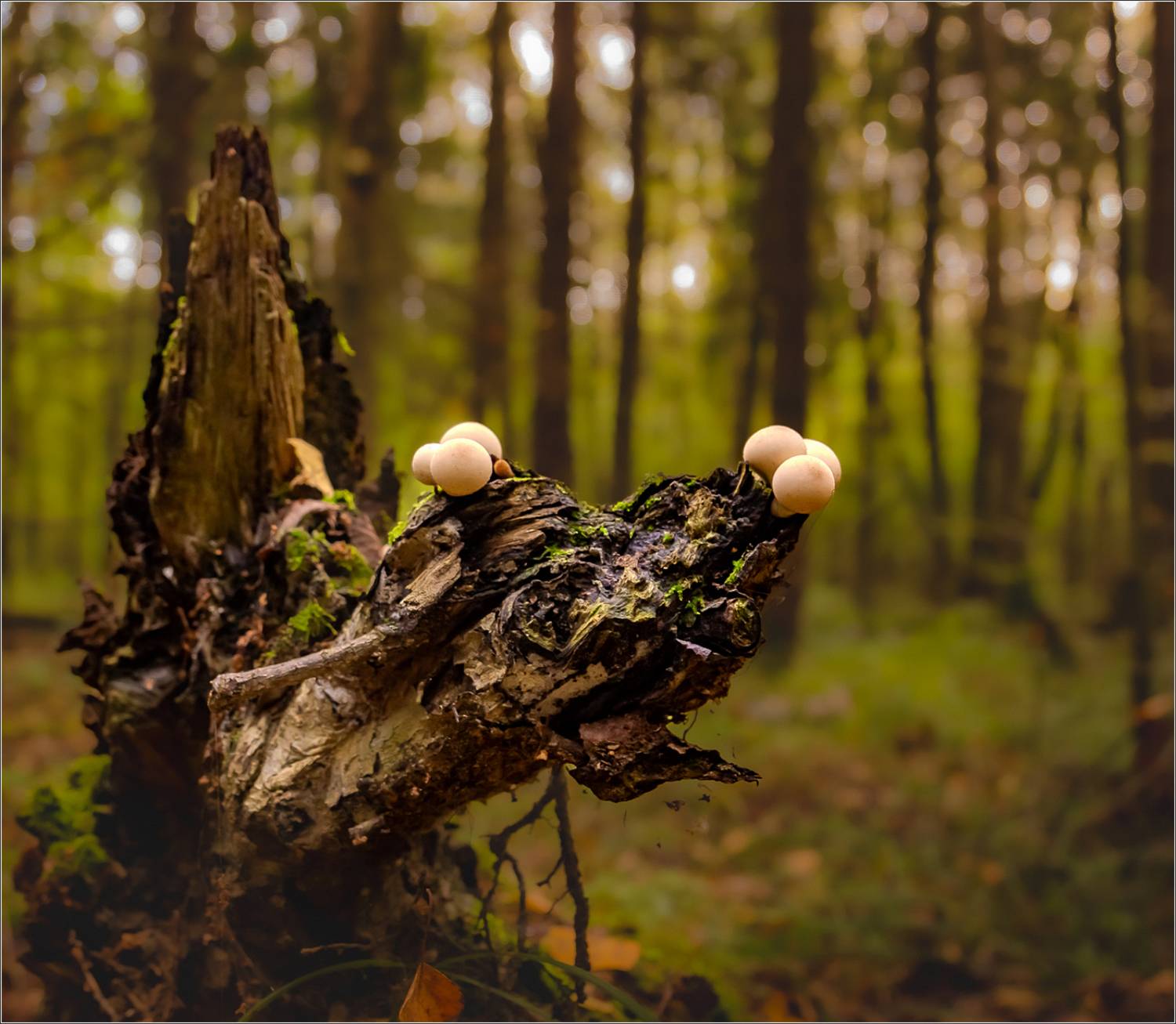 природа, Виктор Парщиков