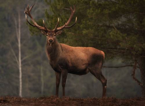 Самый благородный