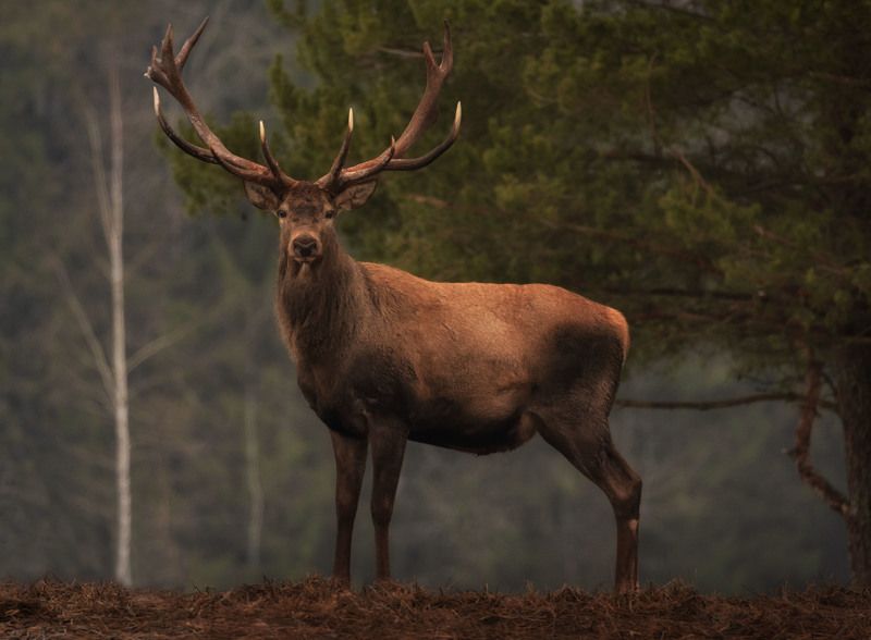 благородный олень Самый благородный фото превью