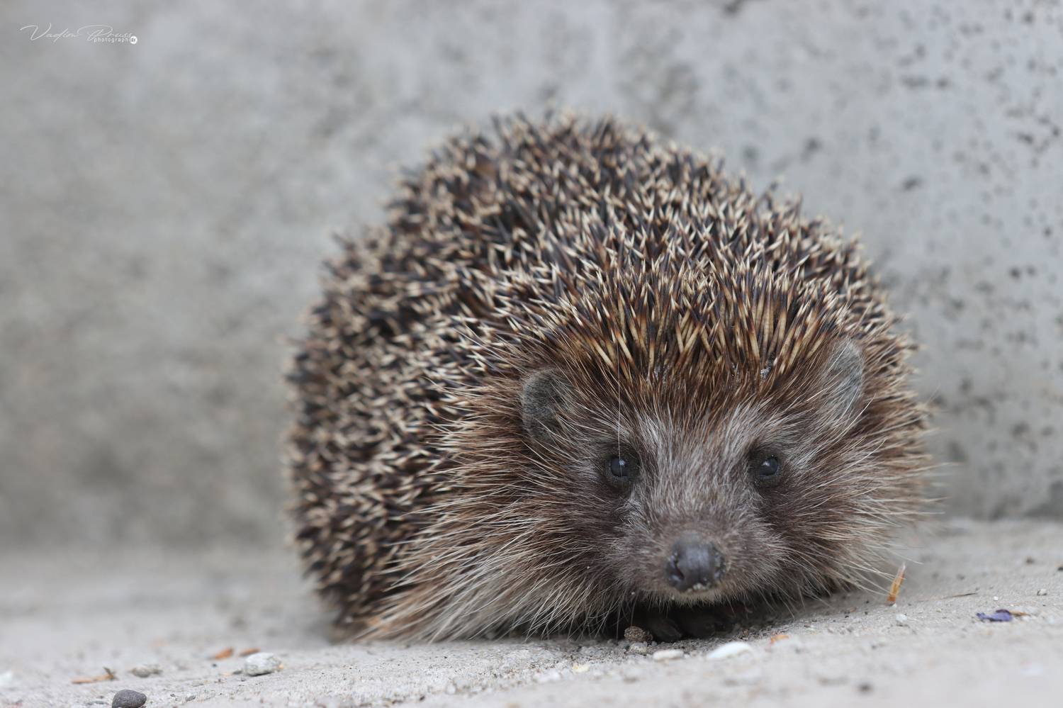 Ёжик, животное, колючий, млекопитающее, позитив, 90D, фотография, Россия, Свирин Вадим, 2022, Hedgehog, animal, prickly, mammal, positive, 90D, photography, Russia, Vadim Svirin, Vadim Svirin