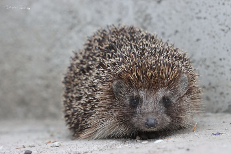 Ёжик, животное, колючий, млекопитающее, позитив, 90D, фотография, Россия, Свирин Вадим, 2022, Hedgehog, animal, prickly, mammal, positive, 90D, photography, Russia, Vadim Svirin Ёжик. фото превью