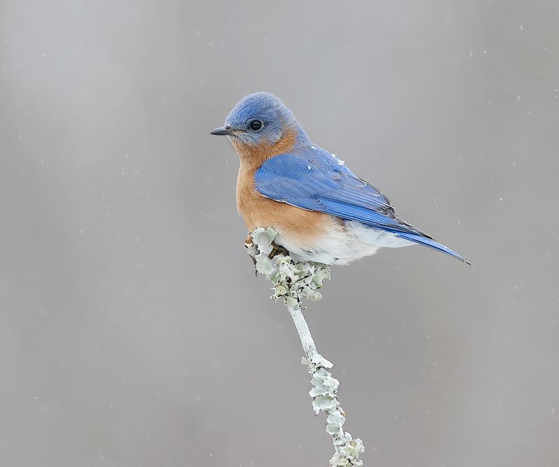 восточная сиалия, eastern bluebird, bluebird Eastern Bluebird, male -Восточная сиалия, самец фото превью