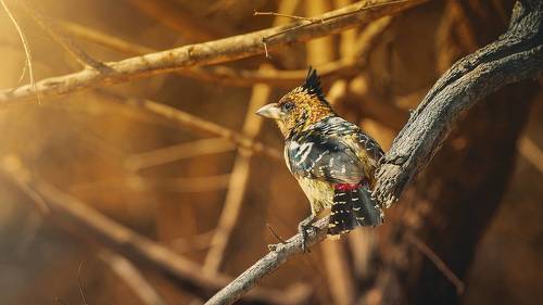 Crested Barbet