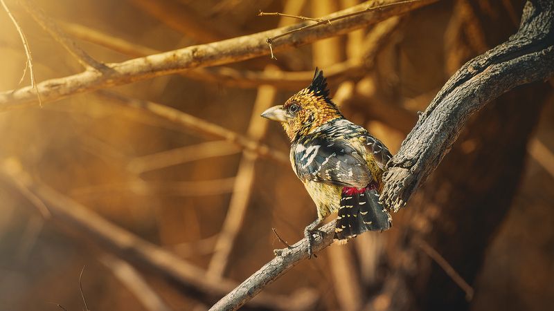 bird, tree, sunlight Crested Barbet фото превью