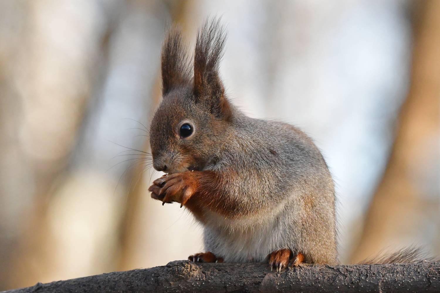 , Игорь Корнейчук