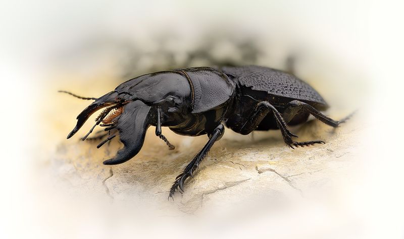 carabidae, crepidopterus decorsei, жужелица Хищник фото превью