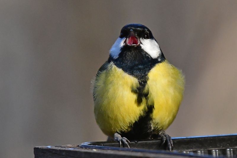 Springtime.. фото превью