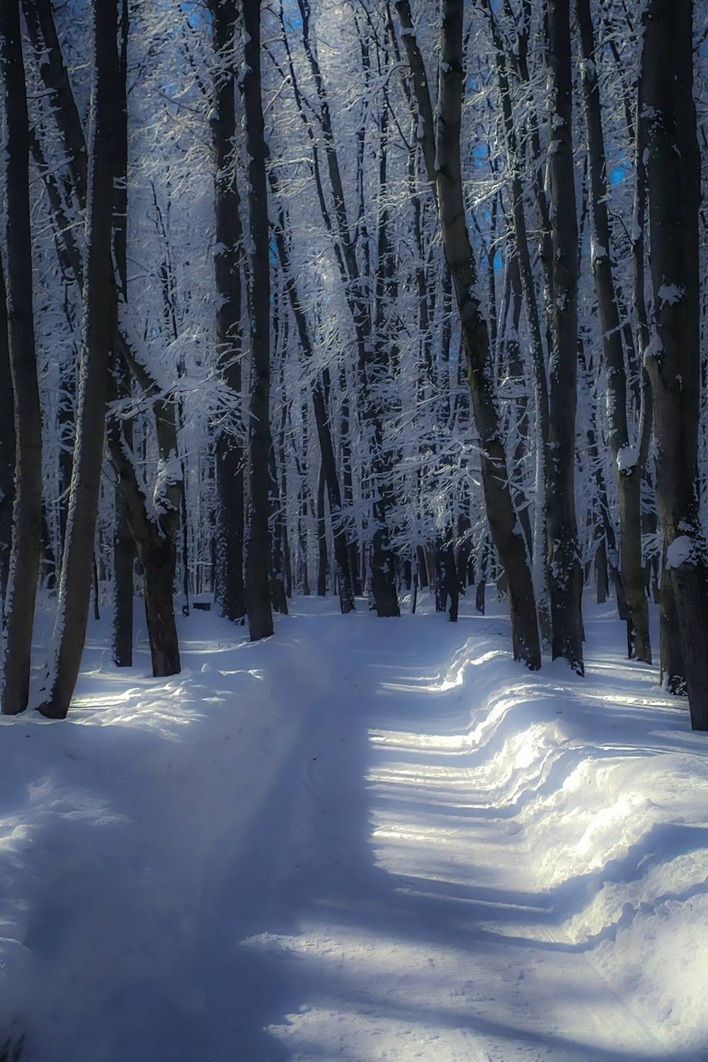 зима, winter, landscape, природа, nature, пейзаж, лес, forest, Julia Kaissa