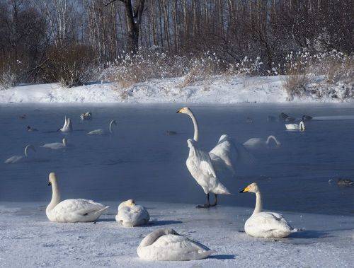 Лебяжьи истории