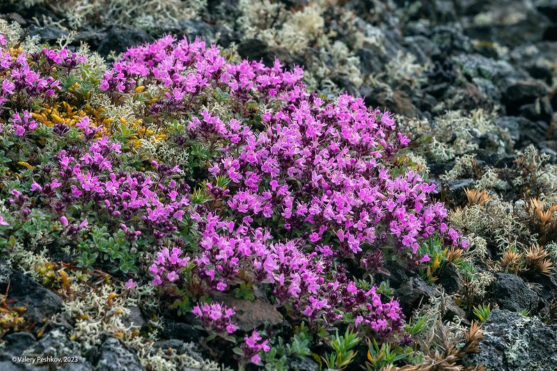 плато путорана, таймыр, цветы, 8 марта, заполярье, курейка, яктали Цветы плато Путорана фото превью