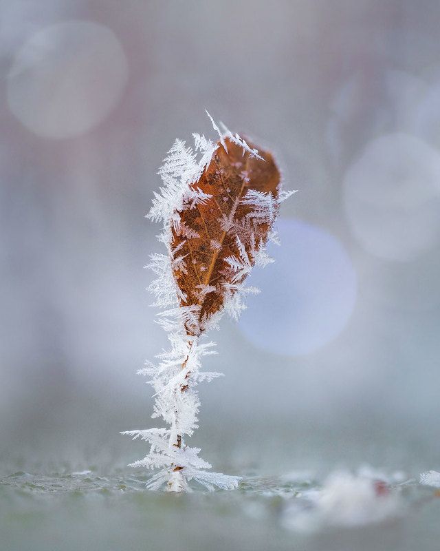 *** фото превью