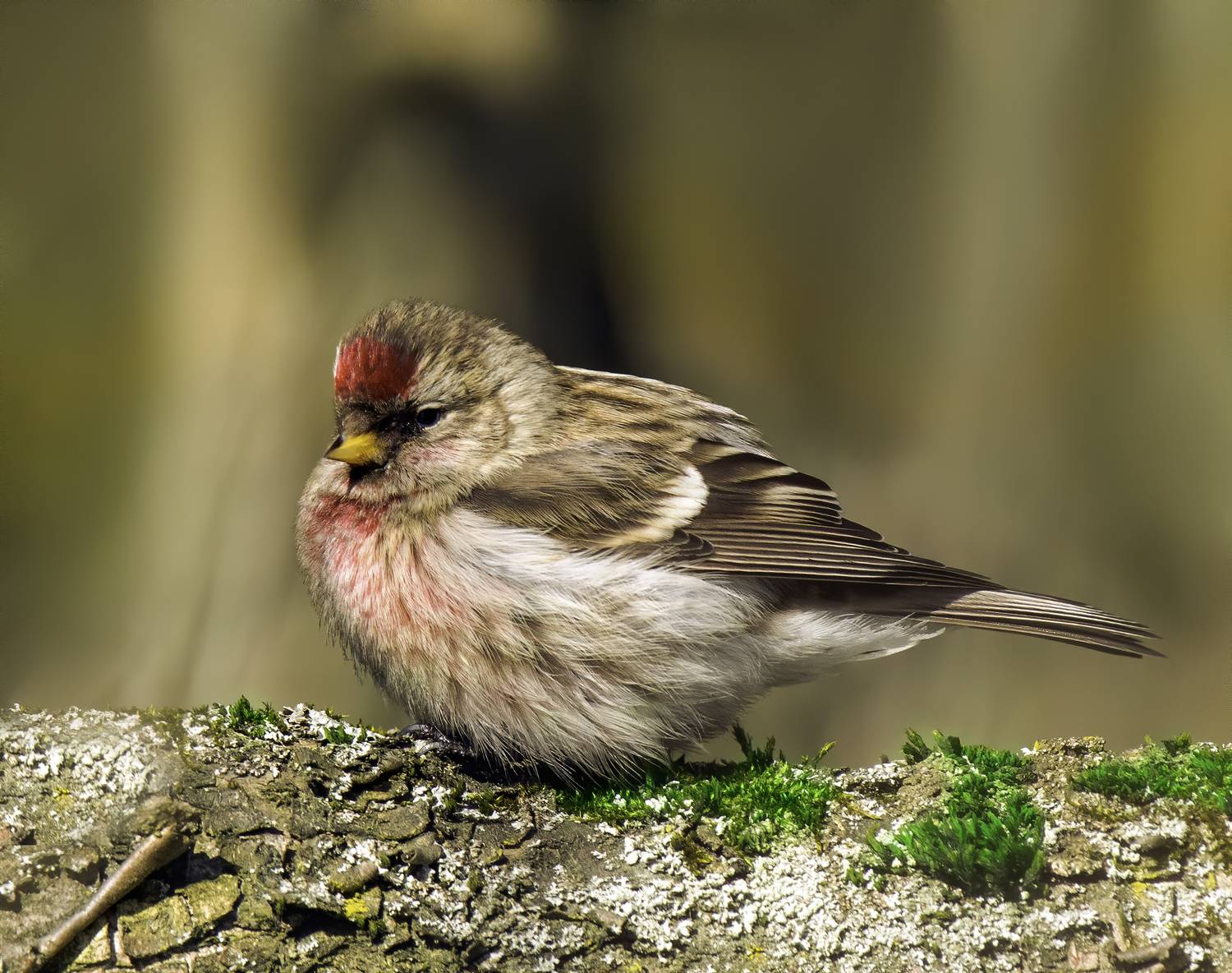 redpoll, birds,birding, birdwatching, birdshots, птицы, чечетка, фотоохота, фотоптиц, природа, Михаил Ездаков