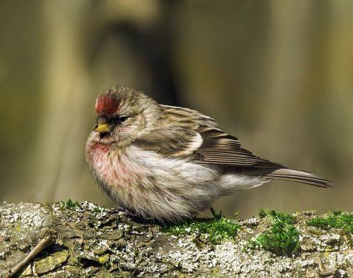 Чечётка (redpoll)