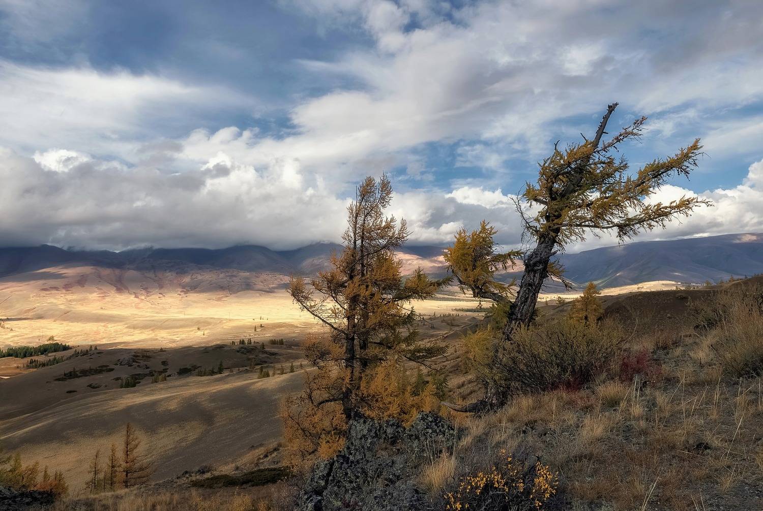 алтай, осень, деревья, лиственницы, Фомина Марина
