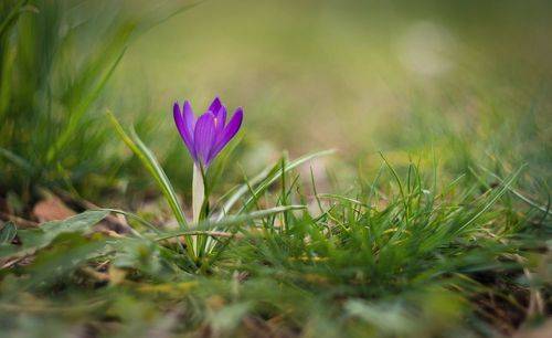 Время Боспорских крокусов.