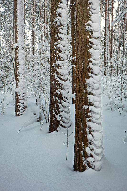 Зефирки на соснах фото превью
