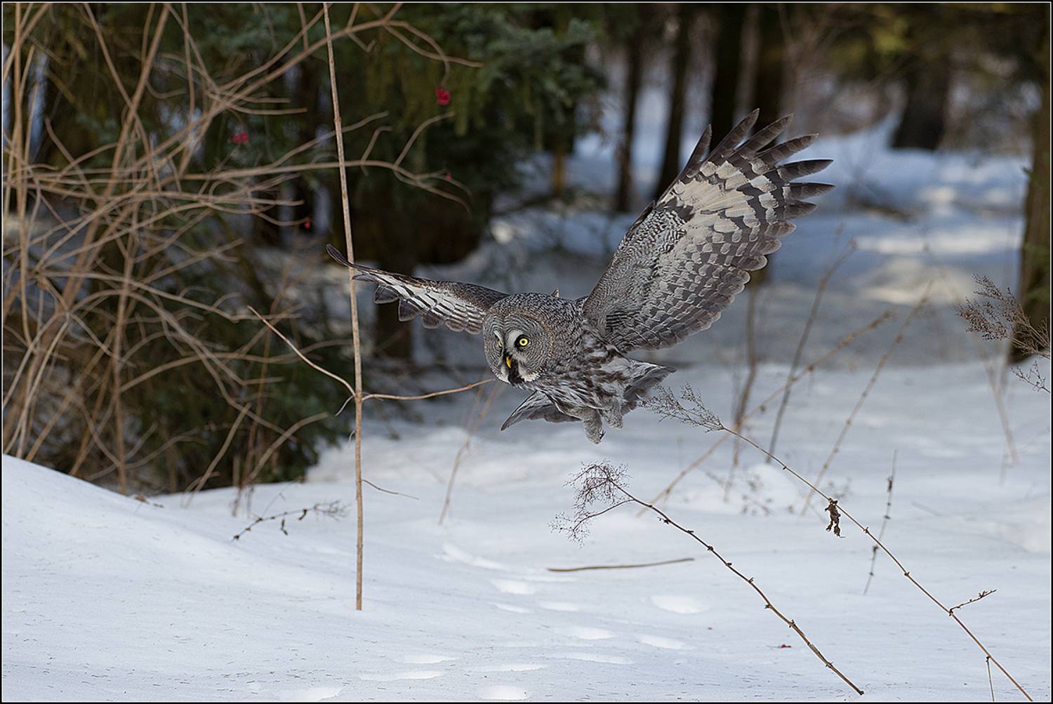 москва, парк, март, бородатая неясыть, АНАТОЛИЙ ДОВЫДЕНКО