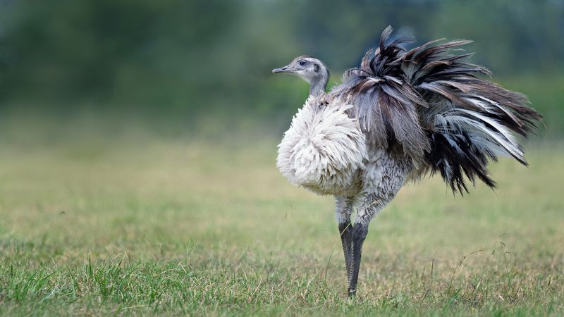 Несуразица фото превью