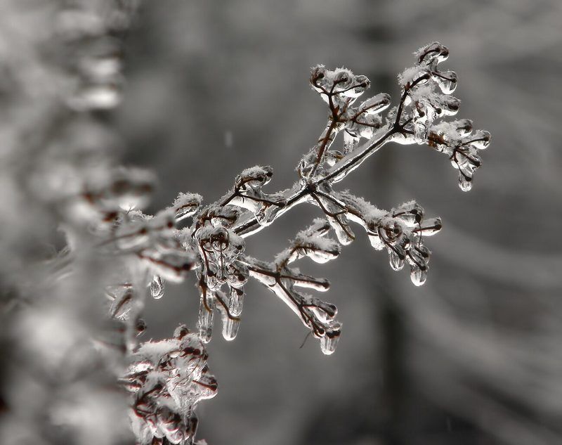 Детали природы фото превью