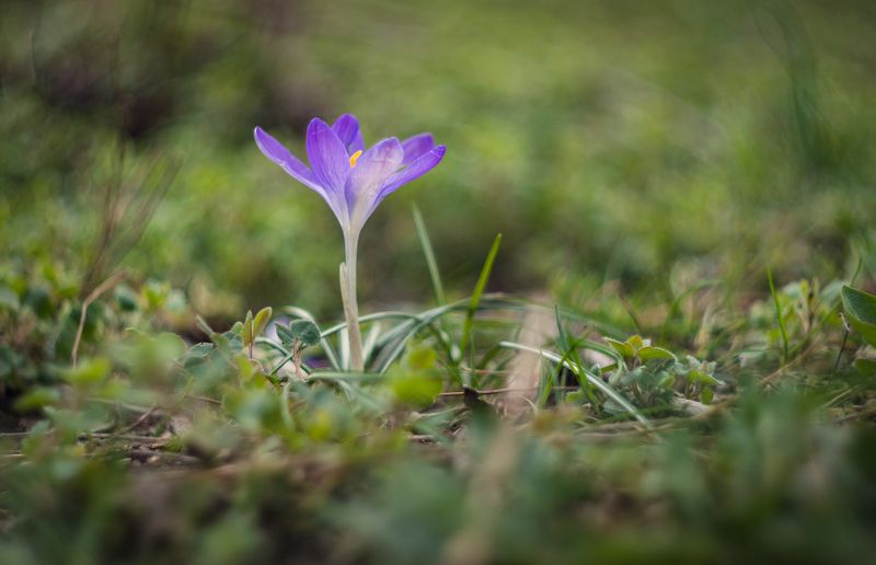 Триумф Боспорских крокусов. фото превью