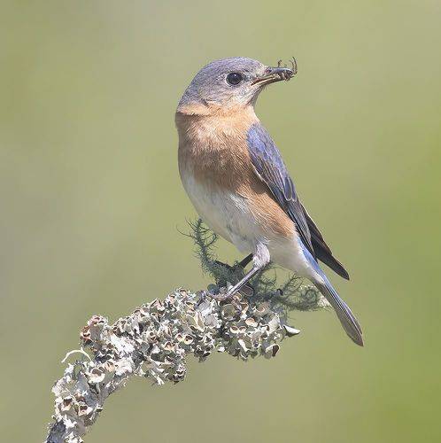 Eastern Bluebird, female -Восточная сиалия. самка