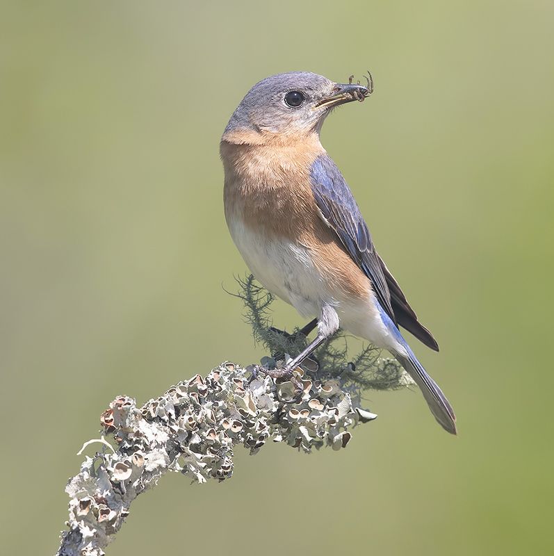 восточная сиалия, eastern bluebird,bluebird Eastern Bluebird, female -Восточная сиалия. самка фото превью