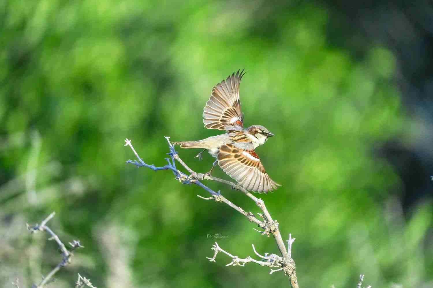#birds #bahrain, Leslee Jayachandran