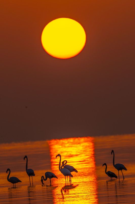 golden hours фото превью