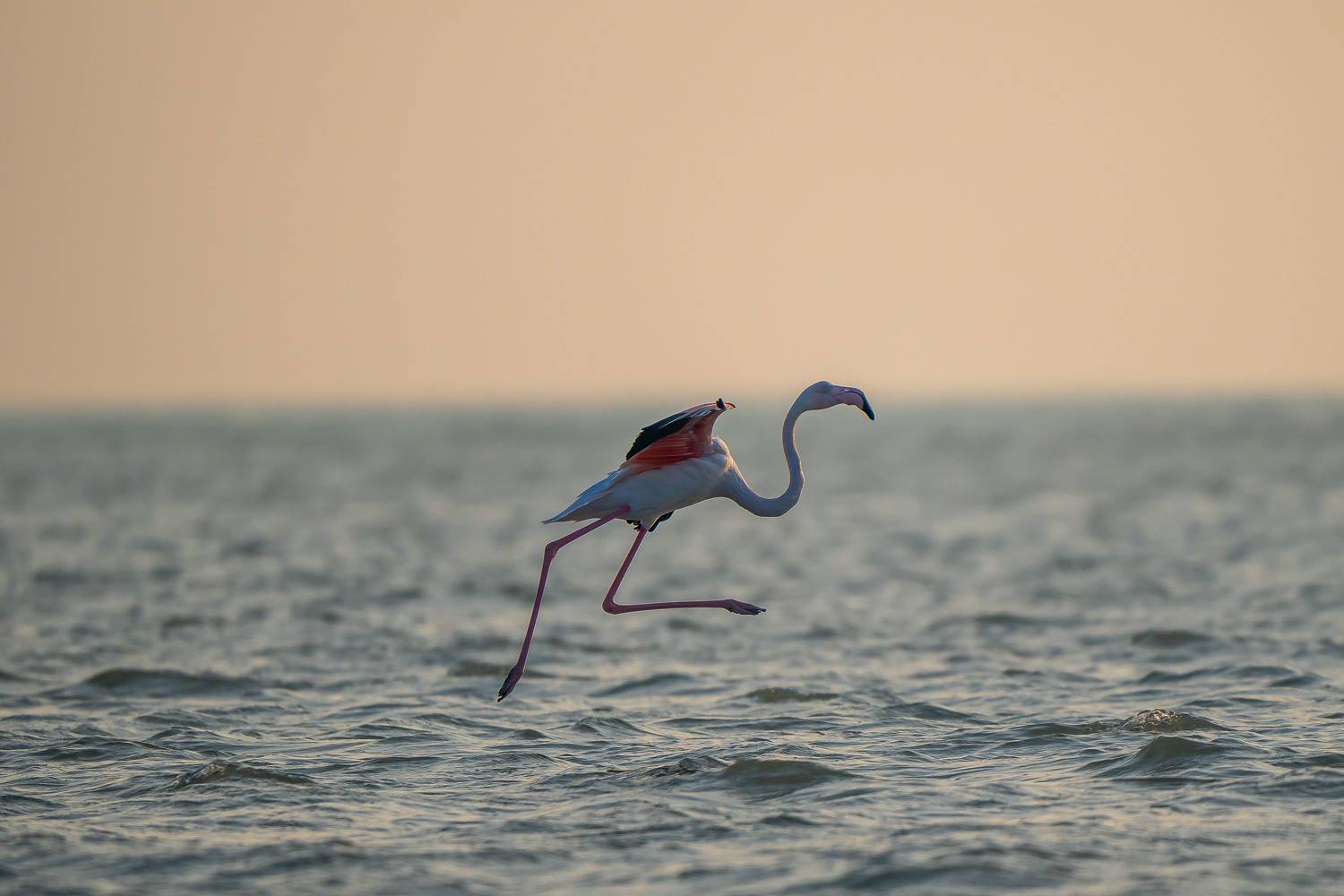 , Leslee Jayachandran