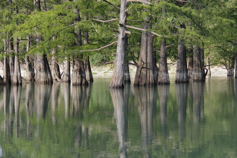 кипарисы, озеро, сукко, краснодарский край, юг, лето, сезон, вода, отражения, зелень, Кипарисы в Сукко фото превью