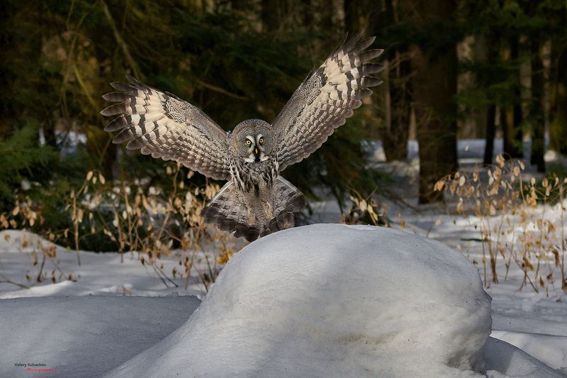 ... фото превью
