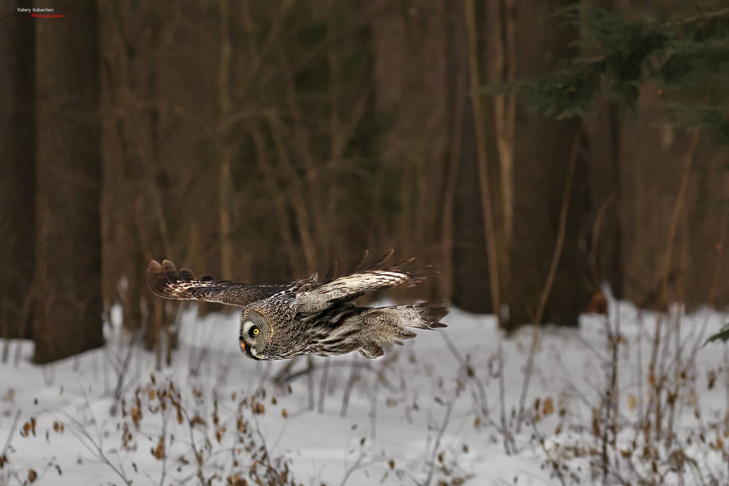 , Валерий Субачев