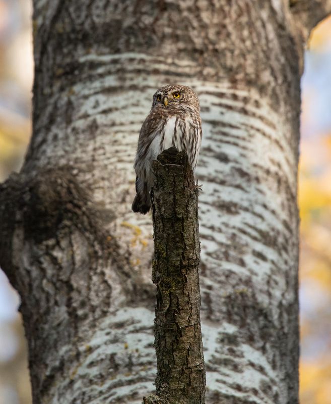 хищник, птицы, сычик, сова, Наблюдатель фото превью