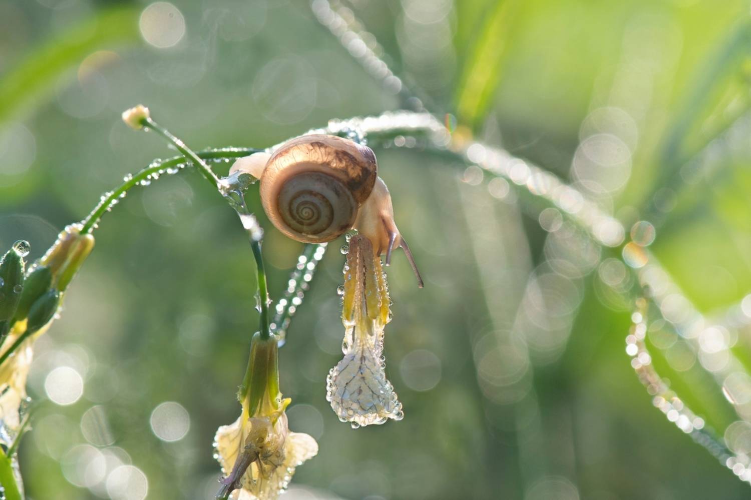 , Людмила Бекман