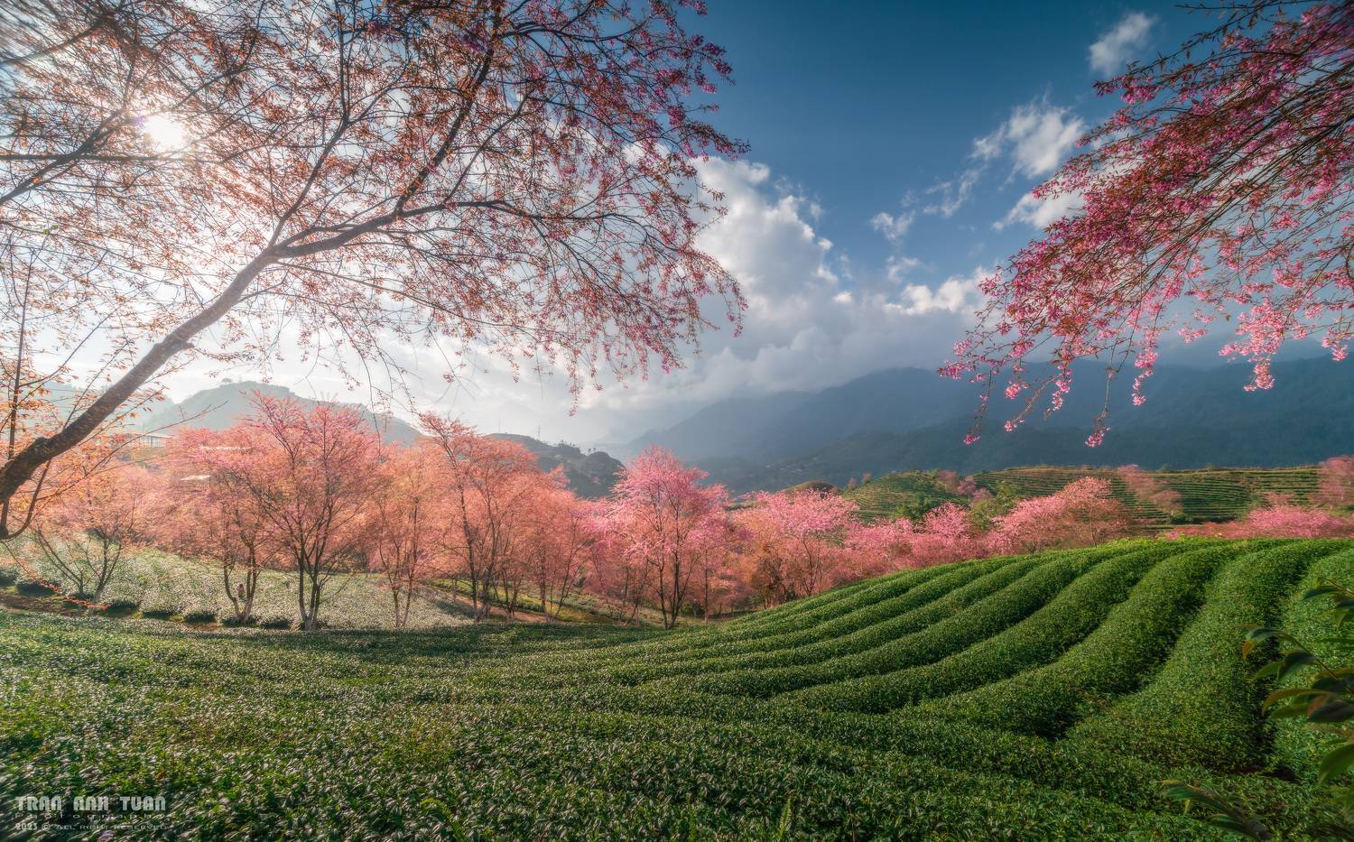 Landscape, Tree, Sky, Sun, Moutain, Vietnam, Spring , Anh Tuấn Trần