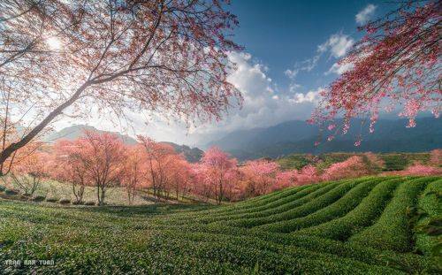 Cherry blossom in SaPa, Vietnam 