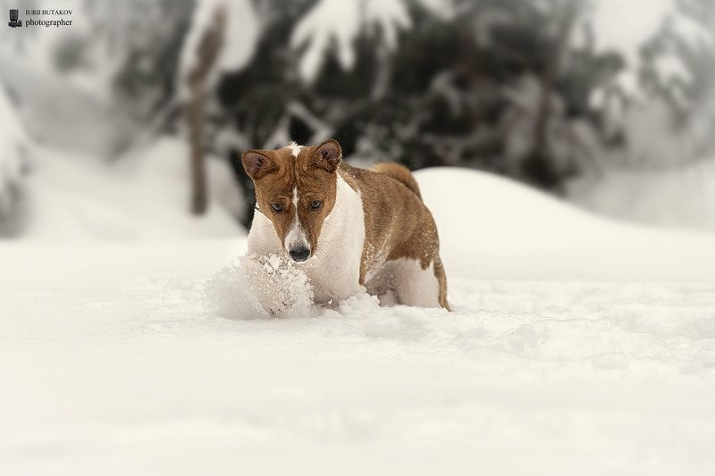 Дуся и мышь фото превью