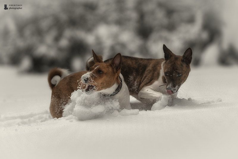 Сестры фото превью
