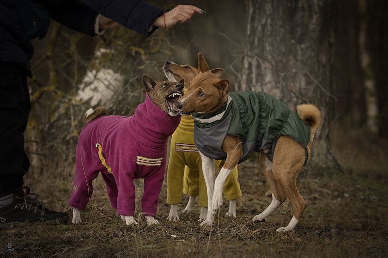 Прогулка фото превью