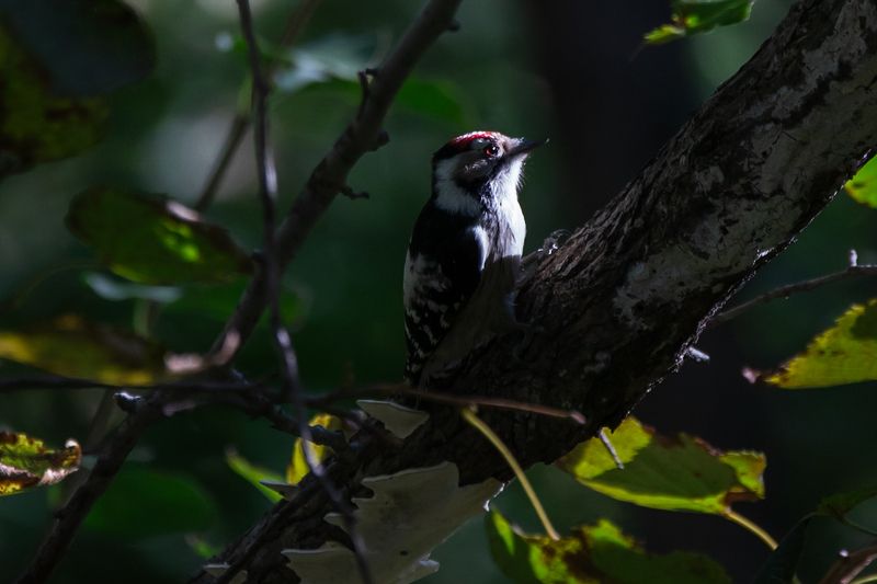 фото превью