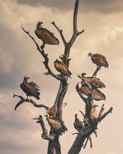 Vulture Afternoon