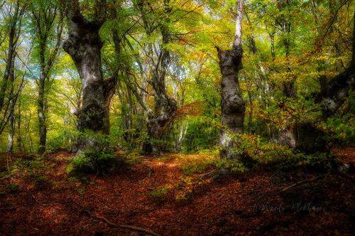 Буки Южной Демерджи